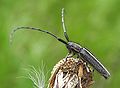 Agapanthia cardui