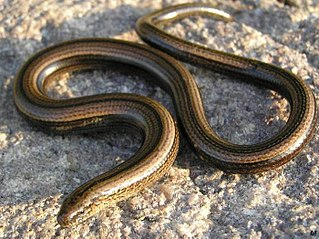 Legless lizard Common name for a lizard without obvious legs