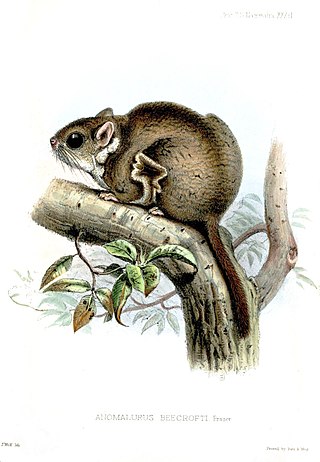 <span class="mw-page-title-main">Anomalure</span> Family of rodents