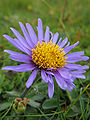 Aster des Alpes.