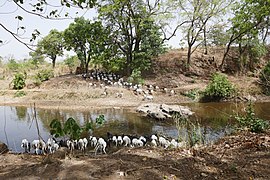 Rivière et les moutons