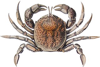 Belliidae Family of crabs