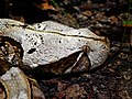 * Nomination Head of a Gaboon viper, Bitis gabonica --Llez 15:43, 11 September 2011 (UTC) * Promotion Good composition. --Someone35 17:08, 11 September 2011 (UTC)