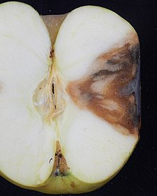 A bitter rot lesion in an apple that has been sliced through the center, showing the characteristic cone-shaped or V-shaped intrusion into the apple flesh Bitter rot lesion.jpg