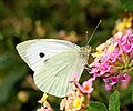 * Nomination Small White butterfly (Pieris rapae) collecting nectar from a Lantana camara flower -- Alvesgaspar 13:24, 5 November 2007 (UTC) * Promotion Nice one Joaquim. Very good sharpness, light and DOF. Lycaon 14:07, 5 November 2007 (UTC) Indeed, very good shot, amazing how you caught it still and still sharp. MathKnight 16:12, 5 November 2007 (UTC) -- Thank you both. And still, I wouldn't give a dime for this picture and hesitated before nominating it... The problem (for me) is the head, which could be sharper and more detailed -- Alvesgaspar 16:41, 5 November 2007 (UTC)