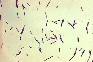 <i>Clostridium perfringens</i> Species of bacterium