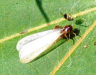 <i>Coptotermes gestroi</i> Species of termite