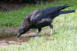 Corvus corone W176 drinking 20180916.jpg