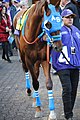 DSC 3403Gunnevera.jpg