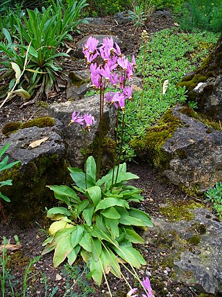 <i>Primula meadia</i> Species of flowering plant