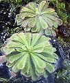 Drosera aliciae