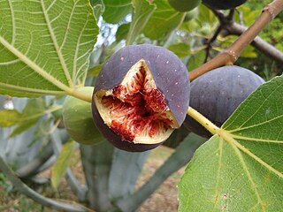 Reproductive coevolution in <i>Ficus</i>