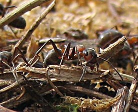 Kale rode bosmier (Formica polyctena)