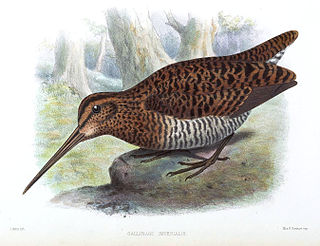 <span class="mw-page-title-main">Imperial snipe</span> Species of bird