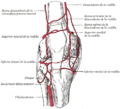 Arterias de la rodilla.