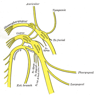 Pharyngeal branch of vagus nerve