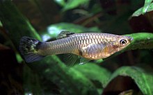 Guppies are a common example of feeder fish Guppy Poecilia reticulata.jpg