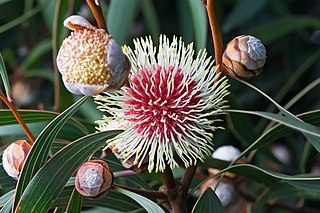 <i>Hakea</i> Genus of plants in the family Proteaceae endemic to Australia