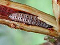 Lagarta de Hypsipyla grandela destruindo uma gema apical de mogno.