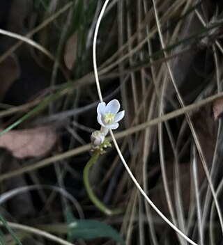 <i>Jarilla</i> (genus) Genus of flowering plants