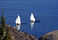 Търсене на храна под вода