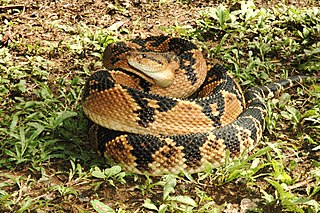 <i>Lachesis muta</i> Species of snake