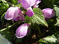 Flors de Lamium maculatum