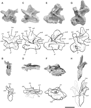 <i>Leinkupal</i> Extinct genus of reptiles