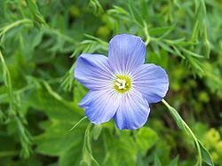 Sinipellava (Linum perenne)