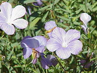 Linum narbonense