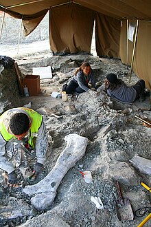 Paleontologists at work at the dinosaur site of Lo Hueco (Cuenca, Spain) LoHueco.jpg