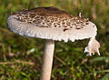 Macrolepiota clelandii