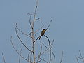 Zwergspint Little Bee-eater