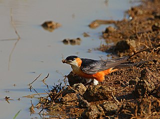 <span class="mw-page-title-main">Mosque swallow</span> Species of bird