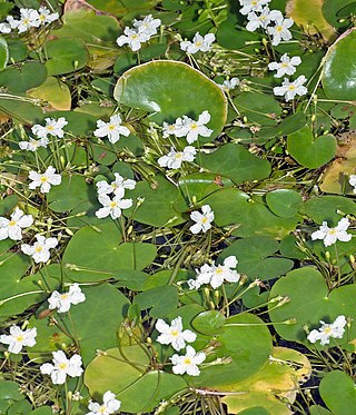 <i>Nymphoides</i> Genus of flowering plants