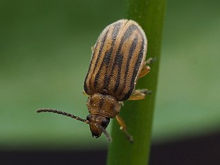 <i>Ophraella communa</i> Species of beetle