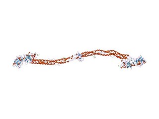 <span class="mw-page-title-main">Fibrinogen</span> Soluble protein complex in blood plasma and involved in clot formation