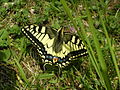 Papilio machaon Koninginnenpage