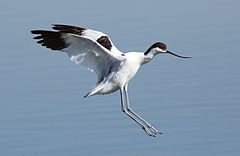 Photo de profil d'un oiseau blanc avec bout des ailes et dessus de la tête noirs en vol.