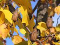 Liriodendron tulipifera осіннє листя