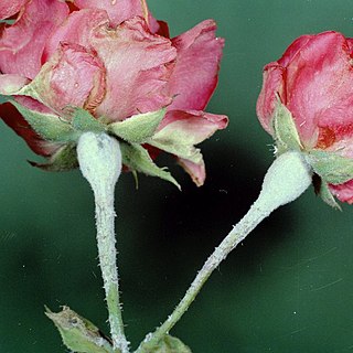 <i>Podosphaera pannosa</i> Species of fungus