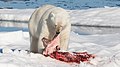 Image 10 Polar bear Photograph credit: Andreas Weith The polar bear (Ursus maritimus) is a hypercarnivorous bear whose native range lies largely within the Arctic Circle, encompassing the Arctic Ocean, its surrounding seas and surrounding land masses. A boar (adult male) weighs around 350–750 kilograms (770–1,650 lb), while a sow (adult female) is about half that size. Polar bears are the largest land carnivores currently in existence, rivalled only by the omnivorous Kodiak bear. Although it is the sister species of the brown bear, it has evolved to occupy a narrower ecological niche, with many body characteristics adapted for cold temperatures, for moving across snow, ice and open water, as well as for hunting seals, which make up most of its diet. Although most polar bears are born on land, they spend most of their time on sea ice. The species's scientific name, which is derived from this fact, means 'maritime bear'. Because of their dependence on sea ice, polar bears are categorized as marine mammals. Due to expected habitat loss caused by global warming, the polar bear is classified as a vulnerable species. For decades, large-scale hunting raised international concern for the future of the species, but populations have rebounded after controls and quotas began to take effect. This picture shows a polar bear on an ice floe north of Svalbard, Norway, feeding on a bearded seal. More selected pictures