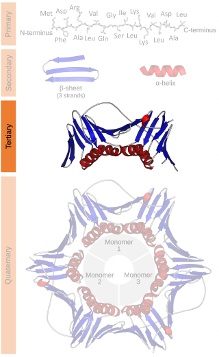 <span class="mw-page-title-main">Protein tertiary structure</span> Three dimensional shape of a protein