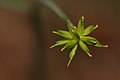 Ranunculus occidentalis