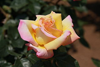 <span class="mw-page-title-main">Garden roses</span> Ornamental roses