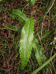 茎の中部につく葉の表面。革質で少し光沢があり、縁には微凸な鋸歯がある。