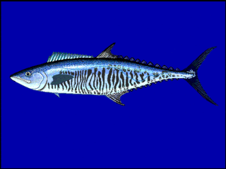 <span class="mw-page-title-main">Narrow-barred Spanish mackerel</span> Species of fish