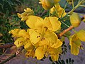 einzelne Blüte an Busch 2 (Senna (Gattung) -- Olbertz)