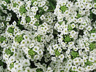 <i>Lobularia maritima</i> species of plant