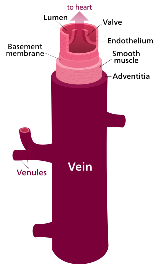 <span class="mw-page-title-main">Vein</span> Blood vessels that carry blood towards the heart